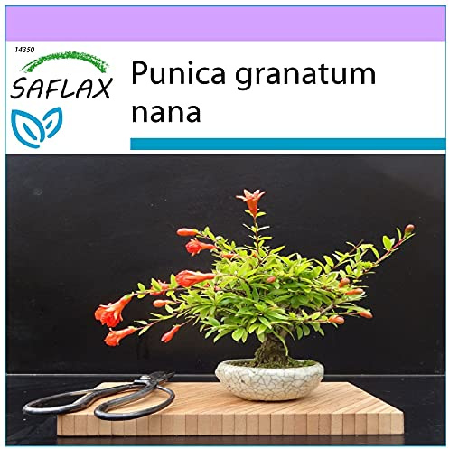 SAFLAX - Bonsai - Zwerg-Granatapfel - 50 Samen - Punica granatum nana