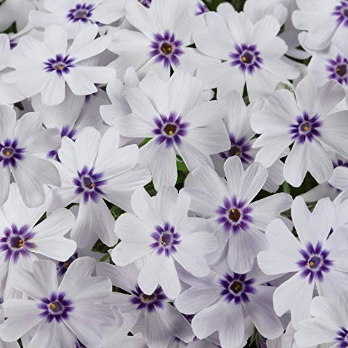 Hardy Perennial, Phlox Pharoah Blue Eye 5X Plug Plants by Thompson and Morgan. (5)