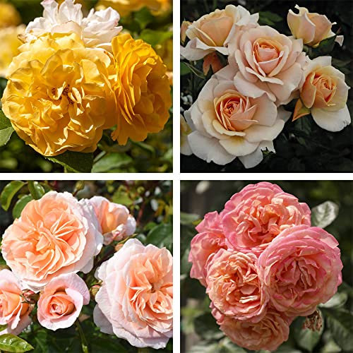 Rose of The Year Collection Garden Hardy Shrub Borders Walls Containers Honey Shade Orange Yellow Apricot Pink Fragranced Flowering Mixed Colours 4X Bare Roots by Thompson and Morgan