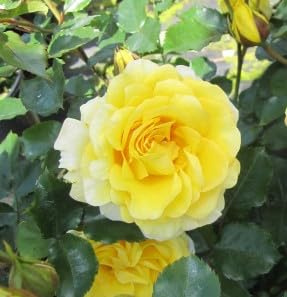 Hochstammrose Sunmaid ® - gelb - Kordes Rosen - 90cm Stamm + Krone - ADR Rosen