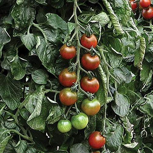 Tomato ‘Ruby Falls’ 1 Packet (6 Seeds) – Thompson and Morgan