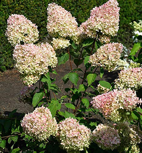 Rispenhortensie Grandiflora 40-60cm - Hydrangea paniculata - lebende Gartenpflanze aus den Baumschulen
