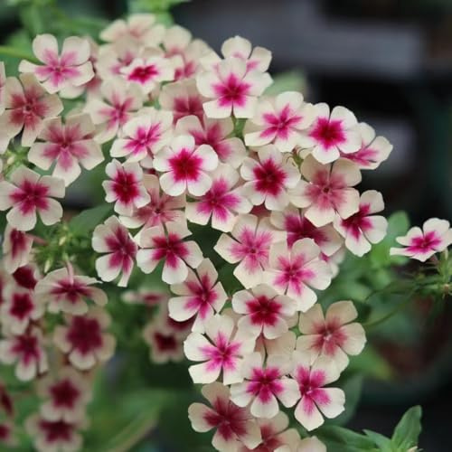 Phlox de alfombra - flox subulata de verano semillas exóticas resistentes semillas trepadora jardín 600pcs