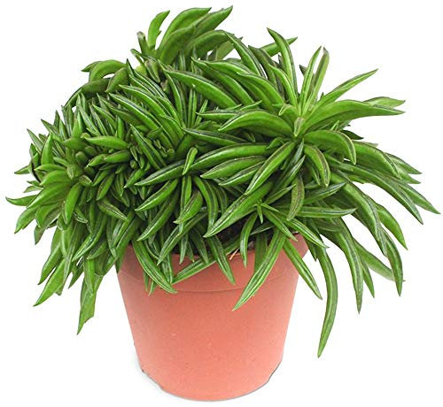 Peperomia Happy Bean Indoor Plant for Home or Office (15-25cm with Pot)