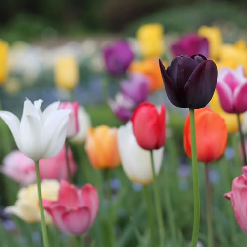 Los bulbos de tulipán son bulbos resistentes al frío que se pueden plantar tanto en el norte como en el sur, son fáciles de cuidar y florecen bien.-8 bulbos-b