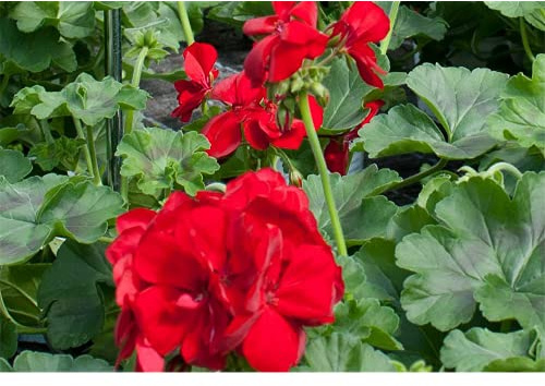 Pelargonie Calliope® 'Dark Red', Geranie - im Topf 13 cm, in Gärtnerqualität von Blumen Eber - 13 cm