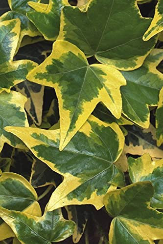 Carbeth Plants Climbing Ivy Plant 'Goldchild' in 9cm Pot