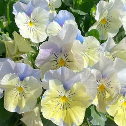 semi di viola del pensiero resistenti - roccioso da giardino violetta cornuta 420pcs