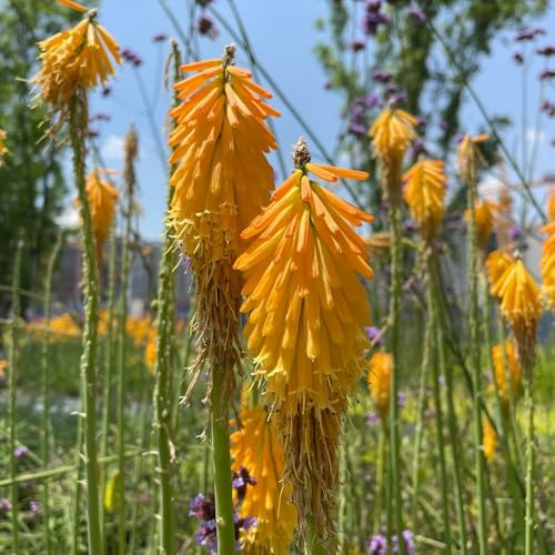 semillas de lirio de antorcha Macizo de orgánicas de lirio antorcha de primavera, silvestres resistentes al aire libre 25pcs