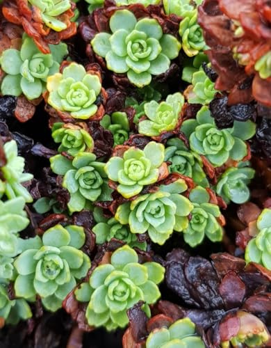 Sedum pachyclados/Orpin artichaut/Conteneur de 2 à 2.9 litres/Succulente
