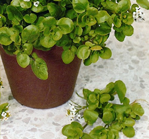 Just Seed - Vegetable - Salad - Cress American/Land - 7000 Seed