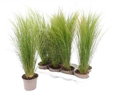 Stipa Natural:Añade Elegancia con esta Planta de Exterior de Fácil Cuidado