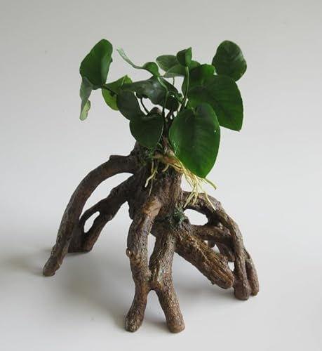 florari Mangrovenwurzel mit Anubias barteri - Breitblättriges Speerblatt auf Stelz-Wurzel