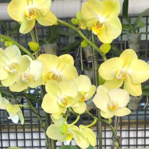Semillas de orquídeas phalaenopsis - interior exóticas decoración jardín silvestres para 250pcs