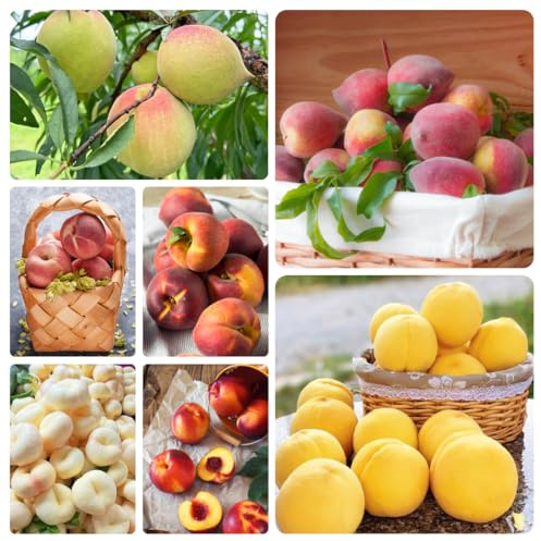 Semi resistenti del pesco、d'appartamento,semi di giardino decorativo,facile da piantare da frutto colonnari 10pcs