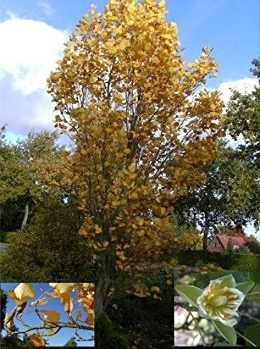 Säulen-Tulpenbaum - Liriodendron tulipifera fastigiata (80-100)