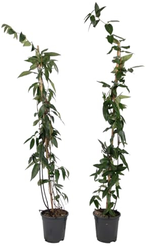 Plant in a Box - Lonicera henryi 'Copper Beauty' - Set di 2 - Caprifoglio - Pianta da giardino - Pianta rampicante - Giallo - ⌀17cm - Altezza 110-120cm