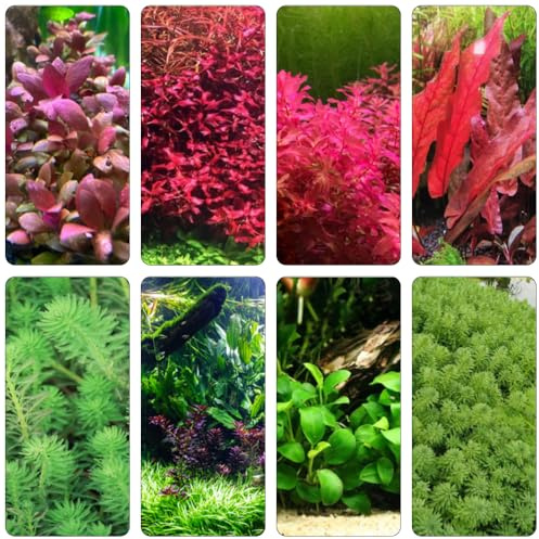 acquatiche perenni resistenti ornamentali decorazione di balconi selvatici giardino giardino del balcone acquario semi semi 350pcs