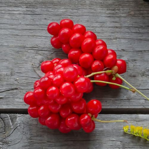 semi di schisandra chinensis, nani resistenti di medicinali per giardino di da balcone 150pcs