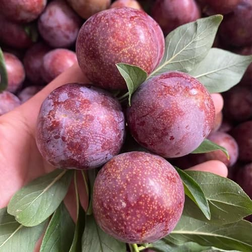 Pflaumenbaum, stauden winterhart mehrjährig säulenobst steingartenpflanzen balkongewächshäuser geschenke für gärtner zwergobstbäume winterhart obstpflanzen alte sorten obstgarten 5Samen