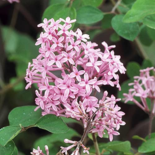 Syringa Red Pixie - Lilac Red Pixie | Deciduous Potted Flowering Garden Shrub for Sale (15-30cm Incl. Pot)