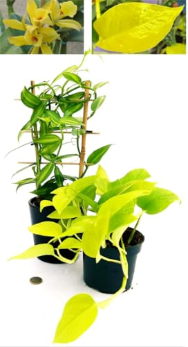 POWERS TO FLOWERS - ORCHIDEA VANIGLIA XL e POTOS NEON, Piante Vere