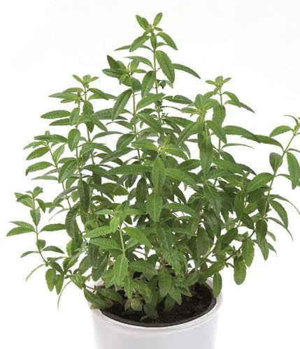 Hierbaluisa Planta para Té Natural: Una Delicia Natural para tu Momento de Paz