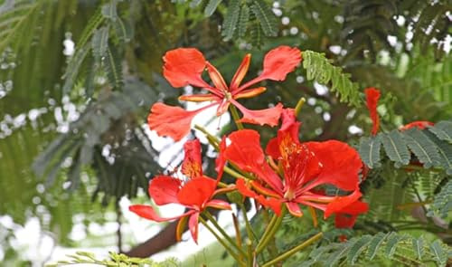 Pianta Delonix regia, Albero del Fuoco | Foto Reali