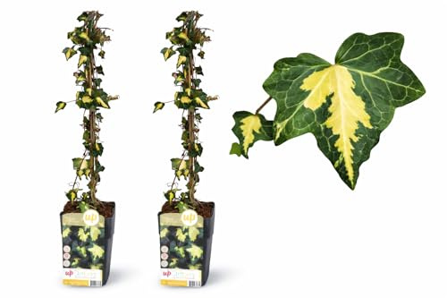 POWERS TO FLOWERS - HEDERA GOLDHEART, 2 PIANTE, EDERA DA MURO, piante vere