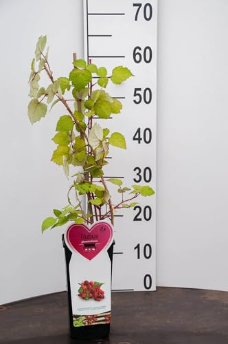 Pianta di UVA GIAPPONESE su vaso alto Rubus Phoenicolasius MODIPITRE