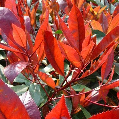 Photinia x fraseri 'Red Robin' 15cm Pot Size