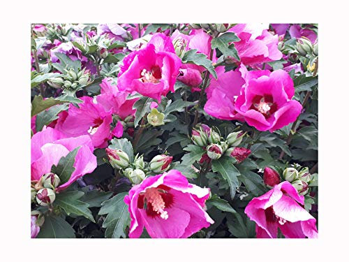 Hardy Hibiscus, Rose of Sharon, Hibiscus SYRIACUS Flowering Shrub, Patio Plant, 10-15cm Tall Starter Plant in an 7/8cm Pot