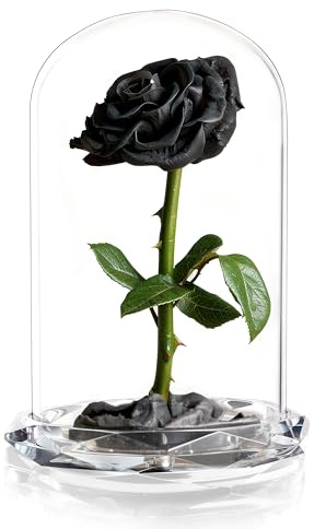INTIGNIS Rose Stabilisée sous Cloche en Verre, Véritable Fleur Préservée Jusqu’à 5 Ans, Cadeau Élégant pour Femme, 25 cm avec Fleur 8 cm, Base Décorative (Noir)