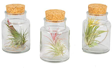 Bloomique - Lot de 3 - Tillandsia en Verre - Plantes aériennes - Plantes d’intérieur - Très facile à entretenir - Taille 5-15 cm