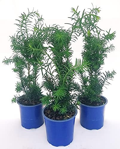 POWERS TO FLOWERS - TAXUS 3 PIANTE, piante vere