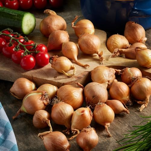 Vinterschalottenlök Golden Gourmet – 500g Schalottenlök – Mildt Stark