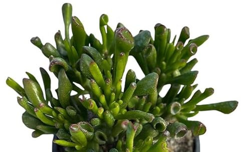 Pianta grassa succulenta da Esterno Interno con Vaso (CRASSULA OVATA HOBBIT)