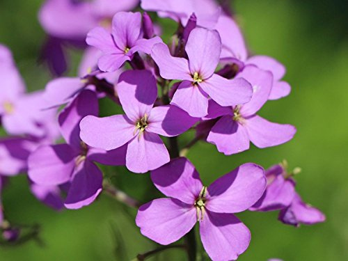 Graines De Fleurs Lilas D'Été Violet (Hesperis Matronalis) Vivace