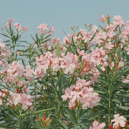 oleander schmetterlingsflieder büropflanzen sommerblumen bonsai topf dachbegrünung pflanzendeko indoor kräutergarten kletterpflanze blumenbeet balkon topfpflanzen echt kräuterpflanzen 40samen