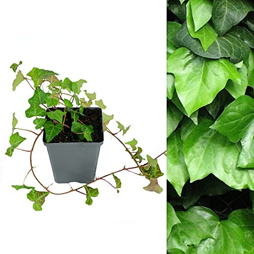 Hedera Helix - English Ivy Evergreen Shrub in 9cm Pot - Perfect Allrounder (1 Plant)