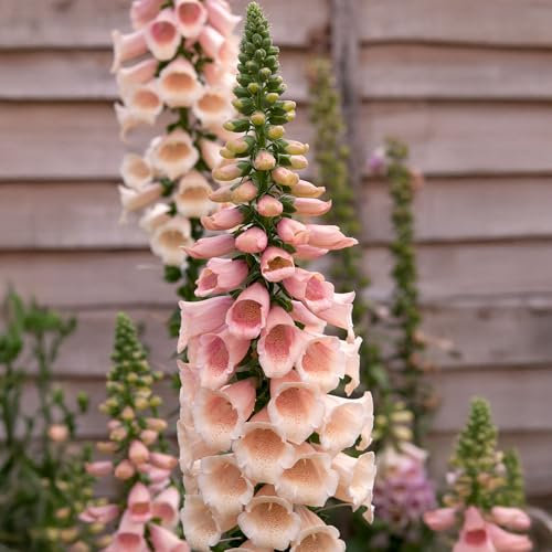 Digitalis Peach - Summer Flowering Foxglove Plants with Tall Spires of Pale Peach Flowers Speckled Orange - Cottage Garden Container, Border, and Bedding Plants Garden Ready (9cm Pot, 10-20cm)