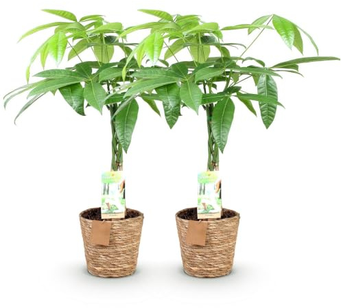 Green boutiQ - Zimmerpflanzen - Geflochtene Stamm Pachira Aquatica - Geldbaum - Wenig Pflege - mit Korb - Grün - 2 Pflanzen - Topf 17cm - Höhe 60-70cm