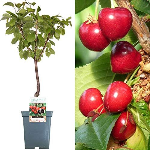 Collection d'arbres fruitiers pour patio | Fruits variés | Idéal pour petits jardins | 2-3 pieds