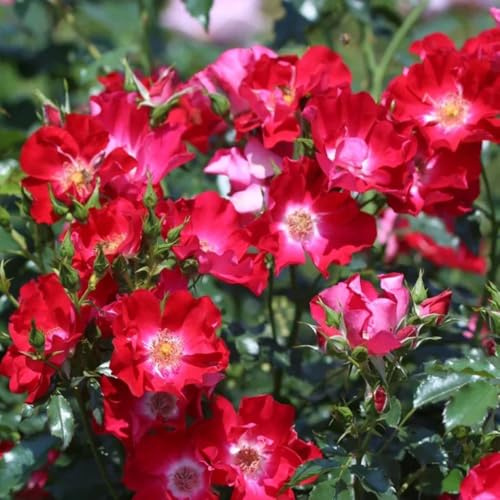 Semillas de rosal trepador, resistente y fragante de sombra, perennes, decoración de otoño resistentes para el jardín 180pcs