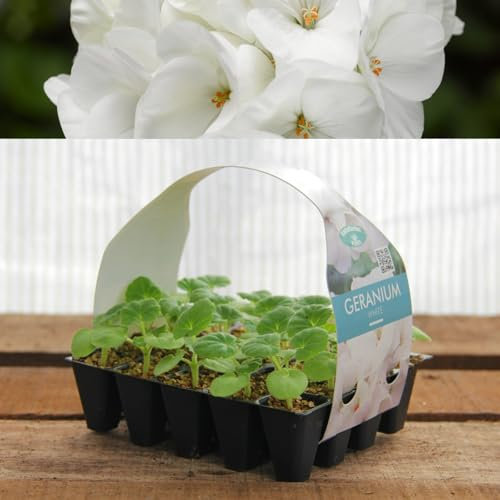 Plug Plants Geranium White - 20 Plants Per Tray - Ready to Grow On Bedding Plugs - Summer Flowering Ideal for Containers, Patio Pots and Beds or Borders - 1 Pack