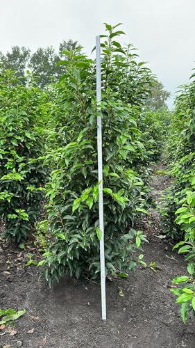 50st. Portugiesischer Kirschlorbeer 125-150cm XXL Super Buschig als kräftige Ballenware Kirschlorbeer Prunus lusitanica 'Angustifolia' Lorbeer Gartenhecke Sichtschutz