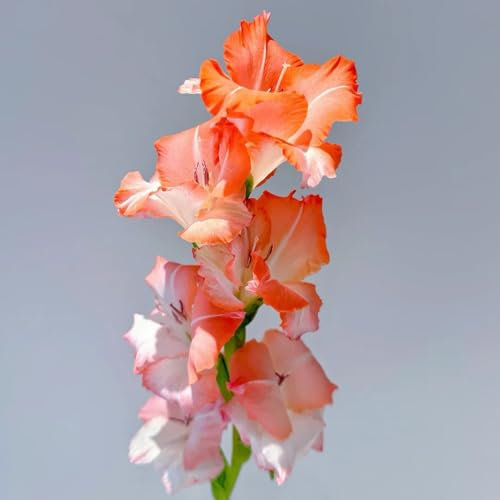 10 piezas bulbos de gladiolo resistentes, gladiolo, flores resistentes plantas exóticas resistentes tubérculos de gladiolos Plantas de flores para exteriores, plantas raras y resistentes.