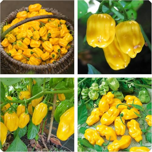 Semi di Peperoncino Habanero giallo dei Caraibi, Piccantezza Medio Alta 200 Pezzi habanero yellow chili pepper seeds