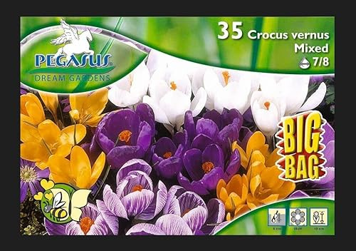 Big Bag Crocus Krokuss großblumige Mischung, Inhalt: 35 Stück, mehrjährig und winterhart