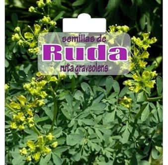 Semillas de Ruta Graveolens Ruda Natural para Plantar en Casa